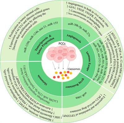 Pancreatic cancer and exosomes: role in progression, diagnosis, monitoring, and treatment